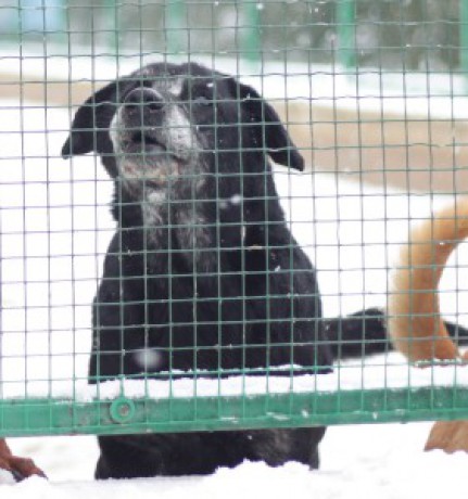 ČERNÝ KORZÁR 10 a více let